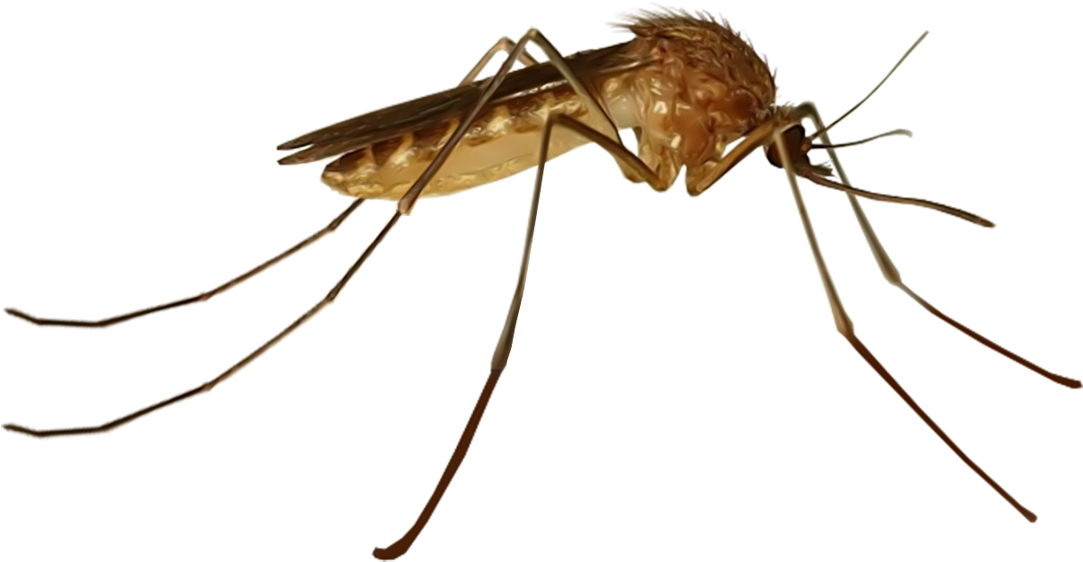 Close Up Mosquito Transparent Background PNG Image