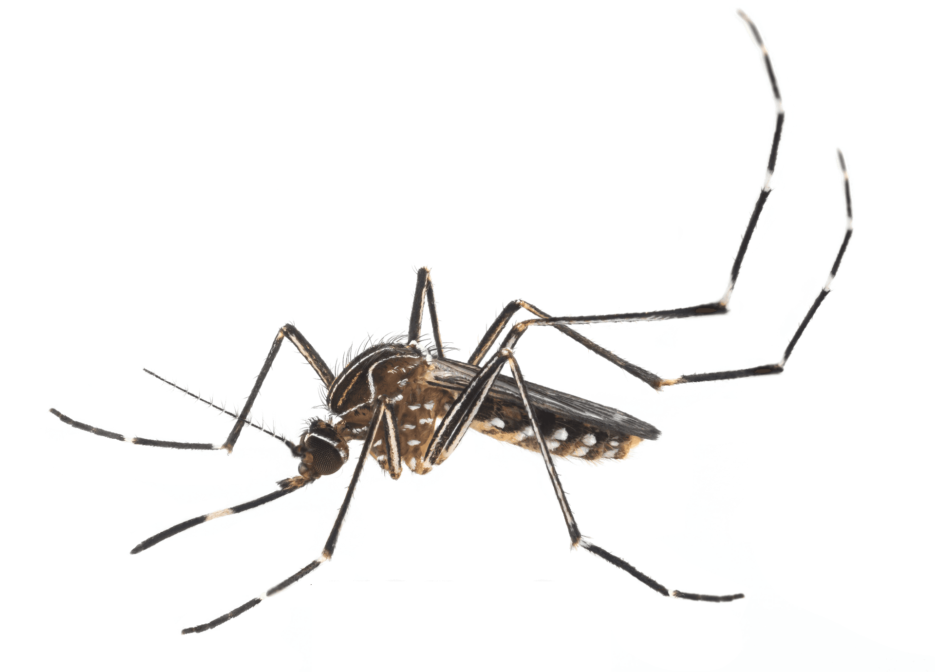 Close Up Mosquito Transparent Background PNG Image