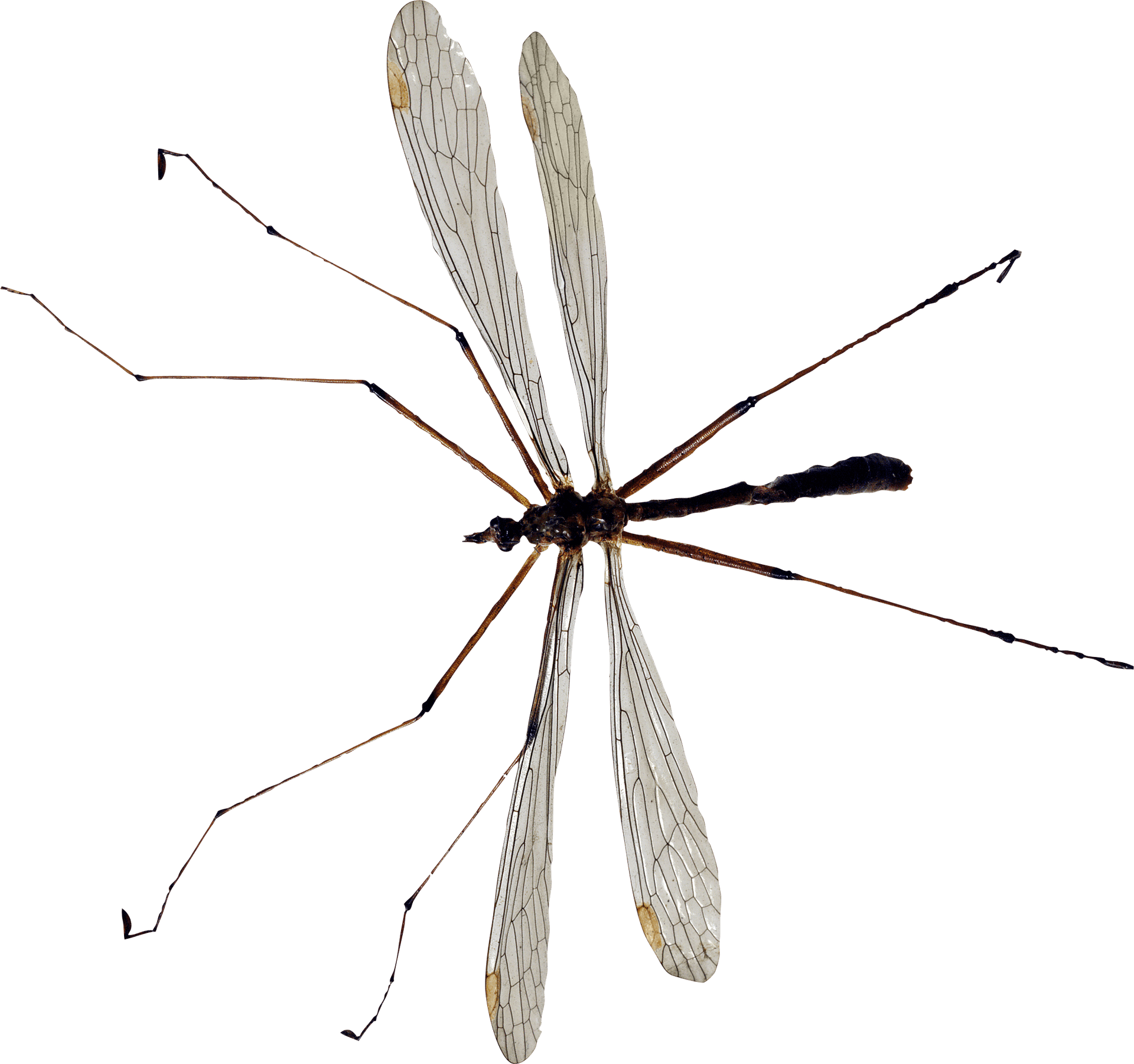 Close Up Mosquito Transparent Background PNG Image