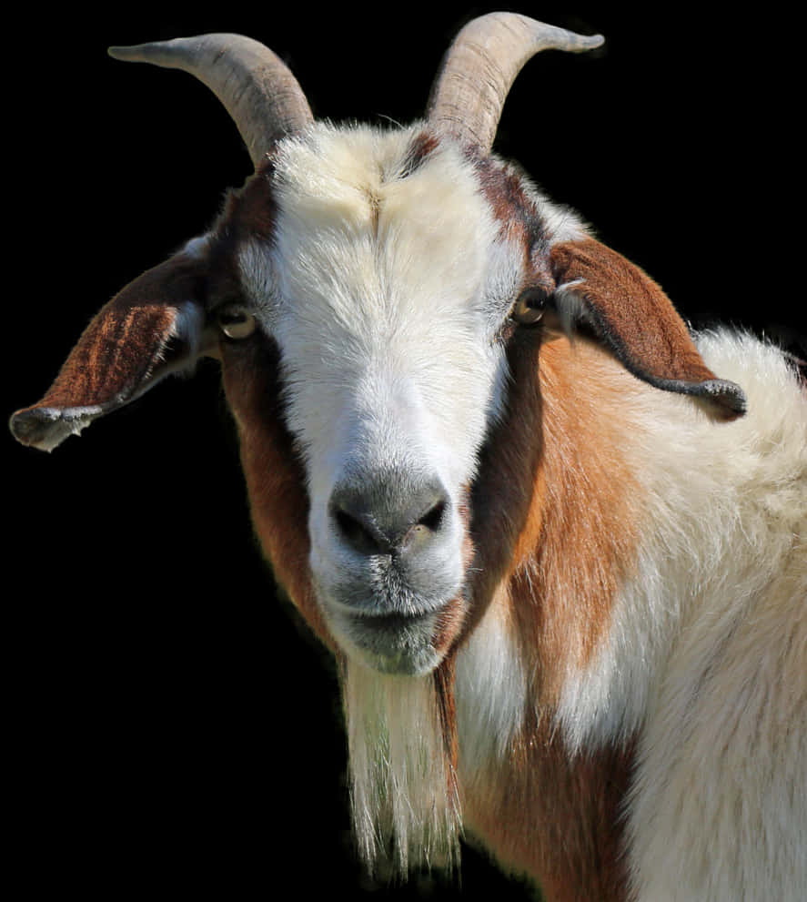 Close Up Portraitofa Goat PNG Image