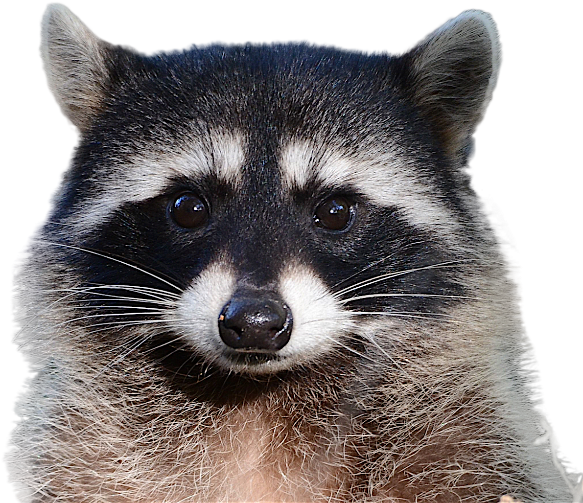 Close Up Raccoon Face PNG Image