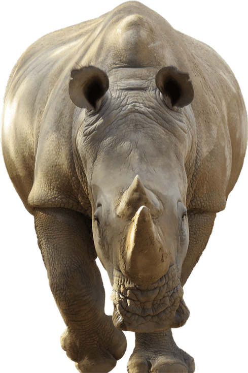 Close Up Rhino Portrait PNG Image