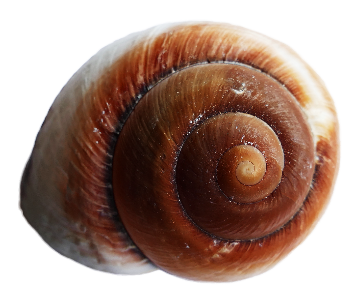 Close Up Sea Snail Shell PNG Image