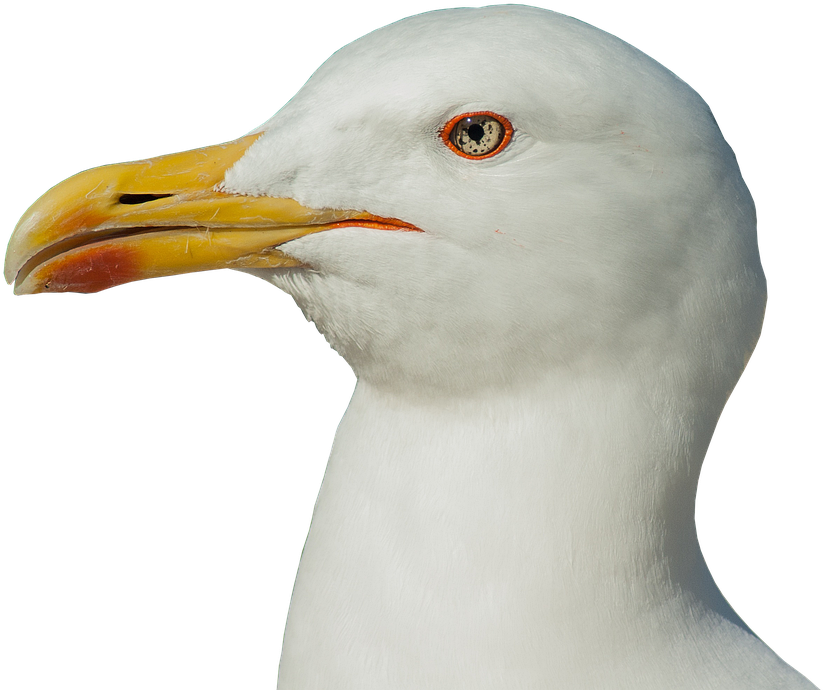 Close Up Seagull Portrait PNG Image