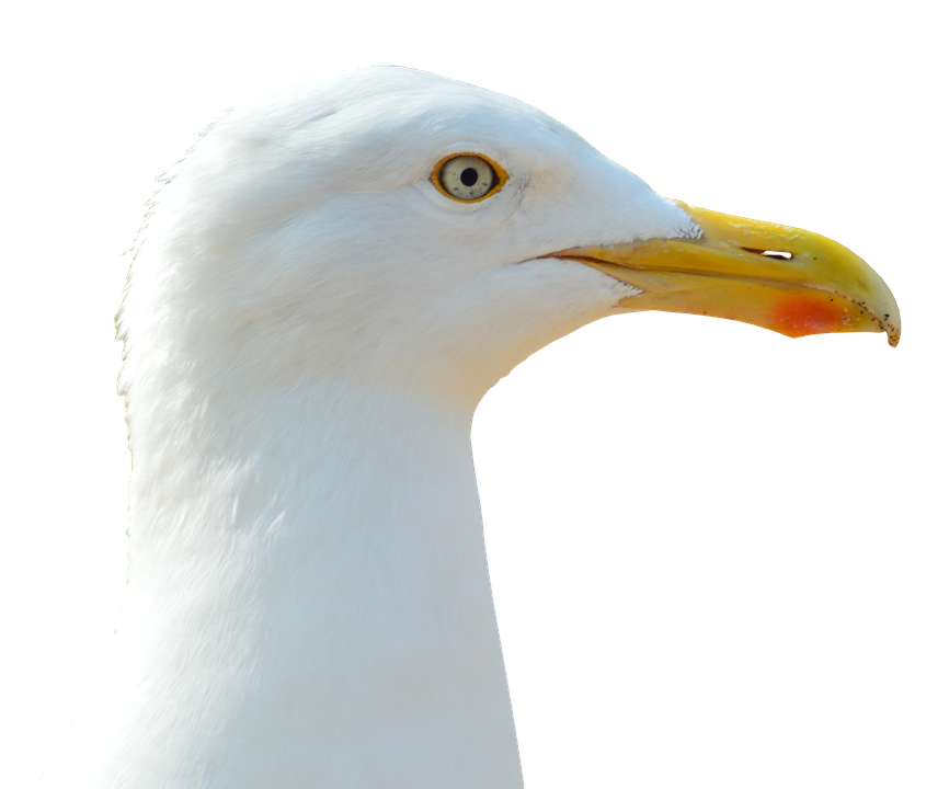 Close Up Seagull Profile PNG Image