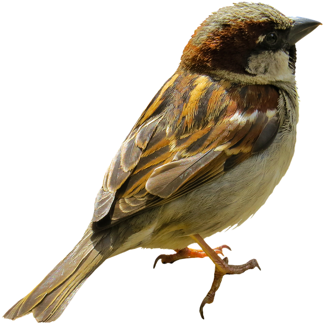 Close Up Sparrow Isolated PNG Image