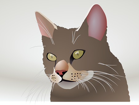 Close Up Vector Illustrationof Cat Face PNG Image