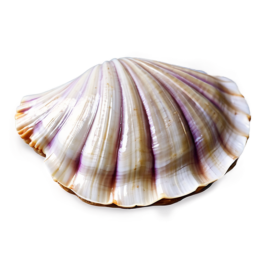 Closed Clam Shell Png 29 PNG Image