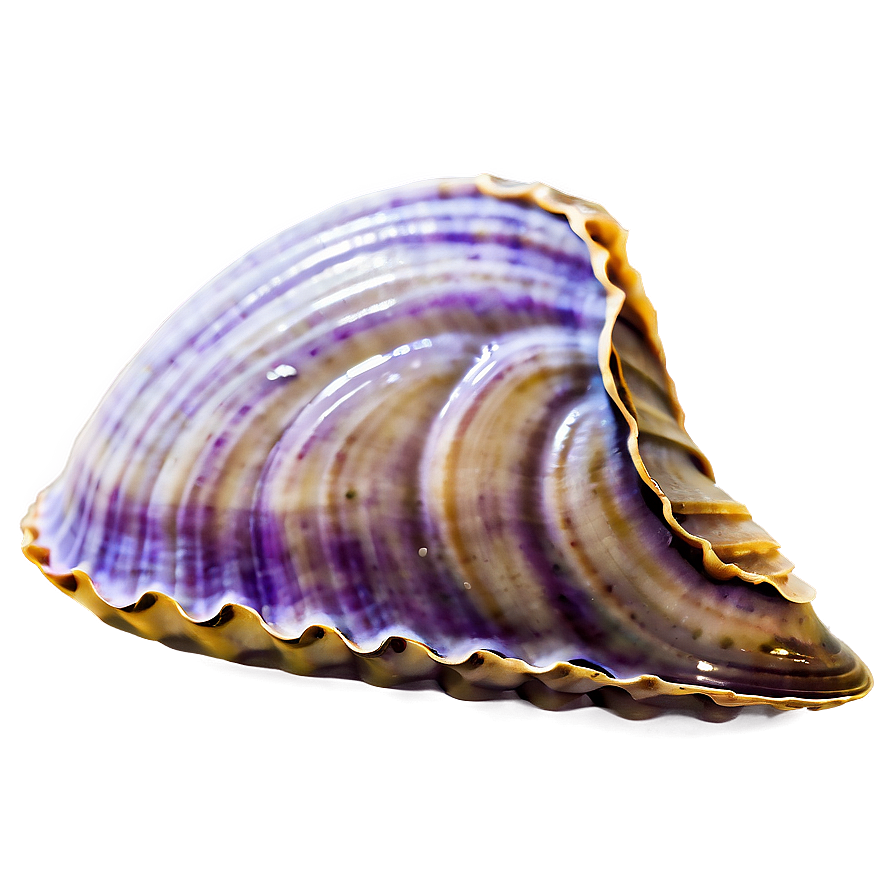 Closed Clam Shell Png Wqr PNG Image