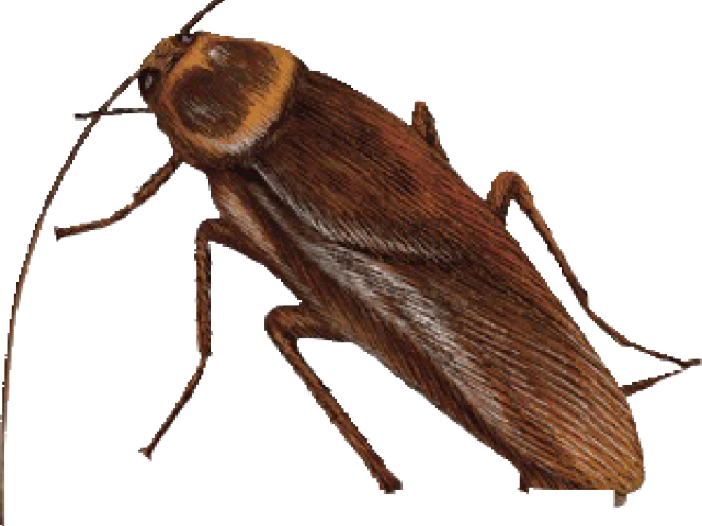 Closeup Brown Cockroach Graphic PNG Image