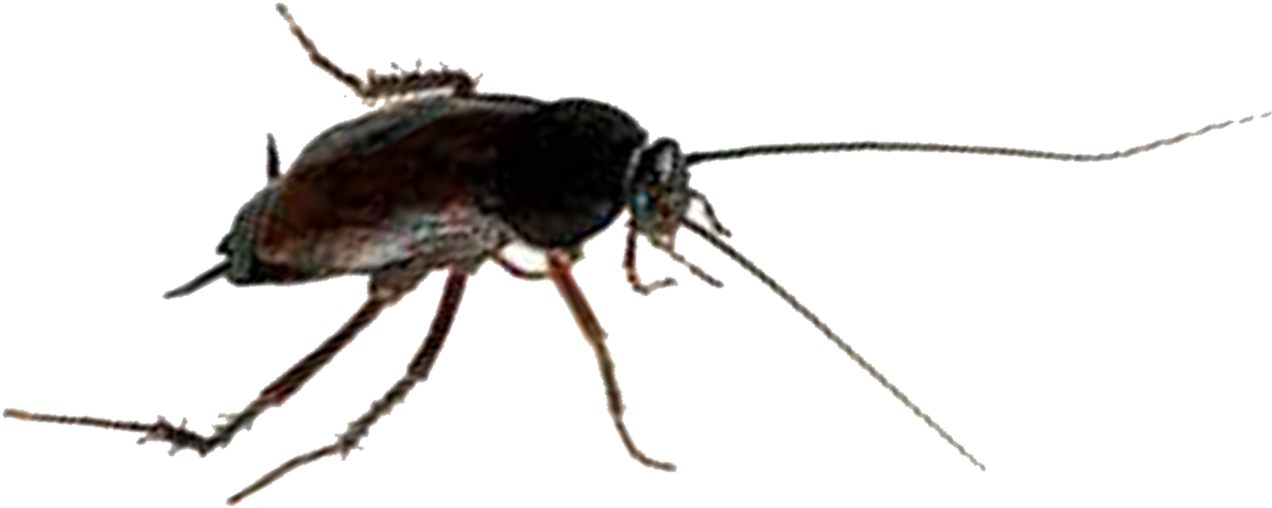 Closeup Cockroach Transparent Background PNG Image