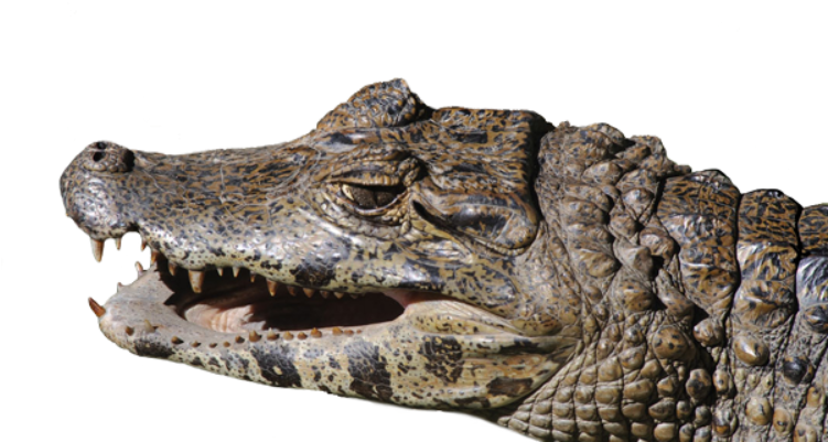 Closeup Crocodile Head PNG Image