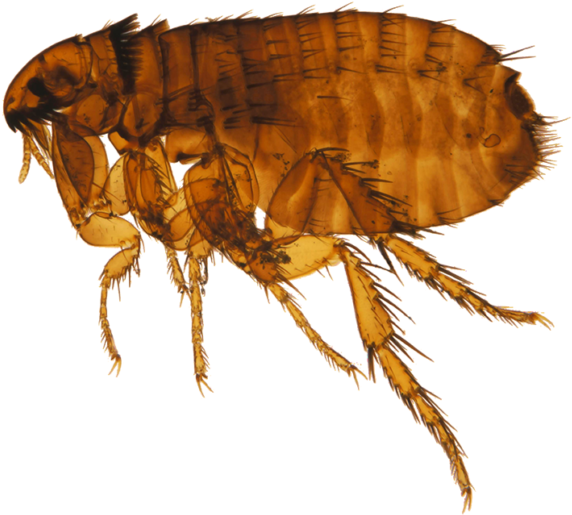 Closeup Flea Transparent Background.png PNG Image