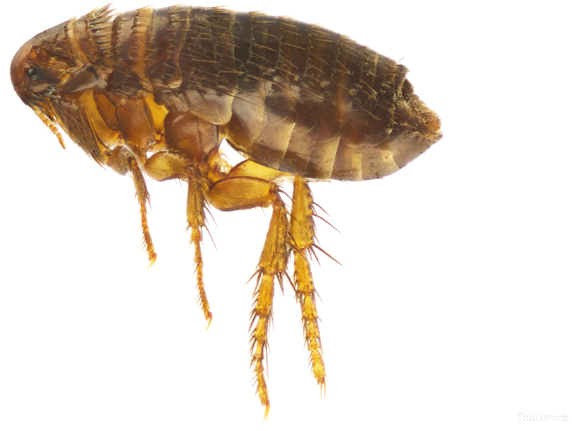 Closeup Flea Transparent Background PNG Image