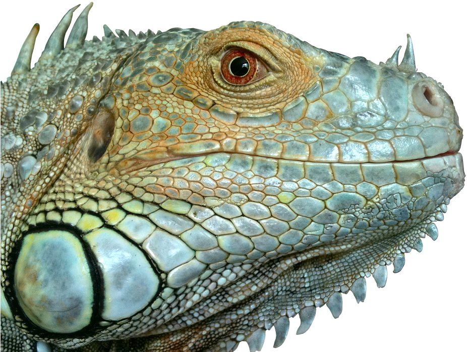 Closeup Iguana Portrait Reptile Scale Texture PNG Image