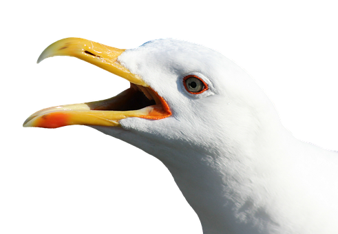 Closeup Seagull Vocalizing.jpg PNG Image