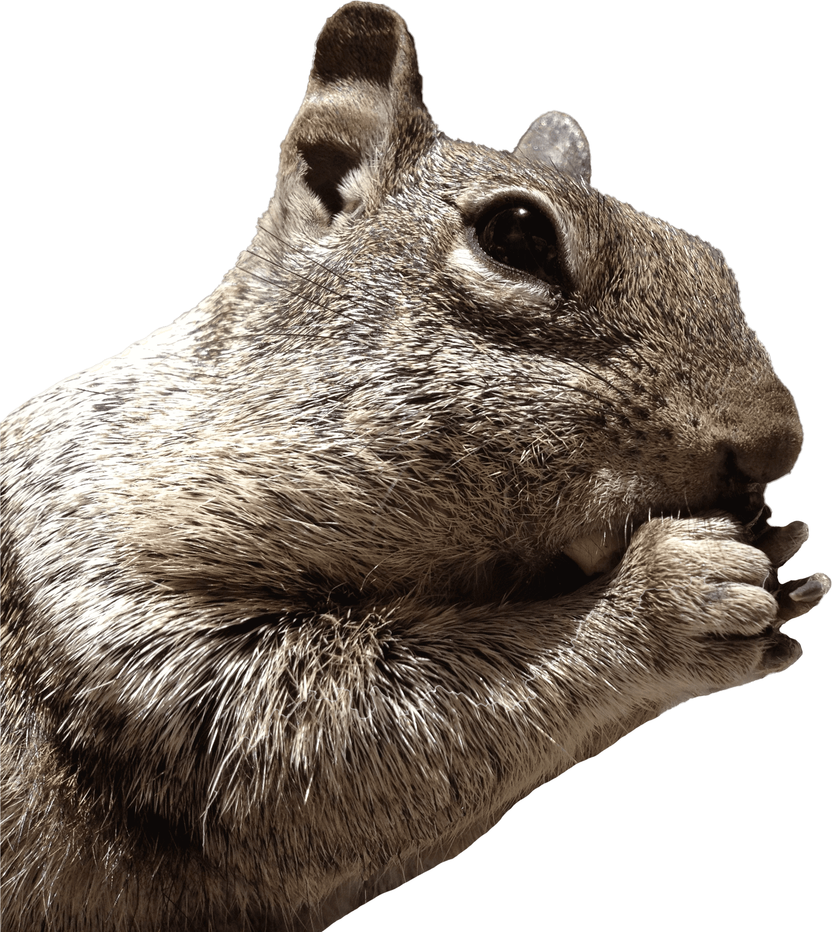 Closeup Squirrel Eating Nut PNG Image