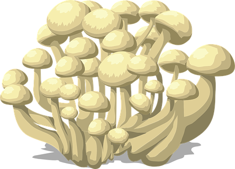 Clustered Mushrooms Illustration PNG Image