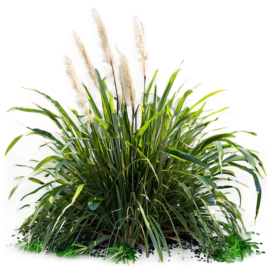 Coastal Ornamental Grass Png 06212024 PNG Image