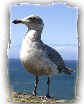 Coastal Seagull Standing PNG Image