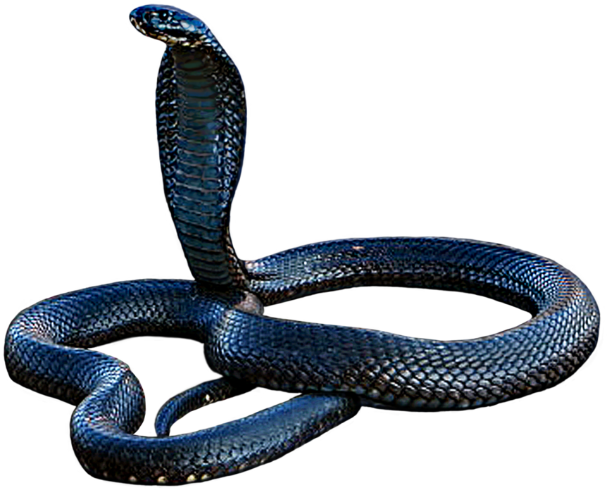 Cobra Snake Displaying Hood PNG Image