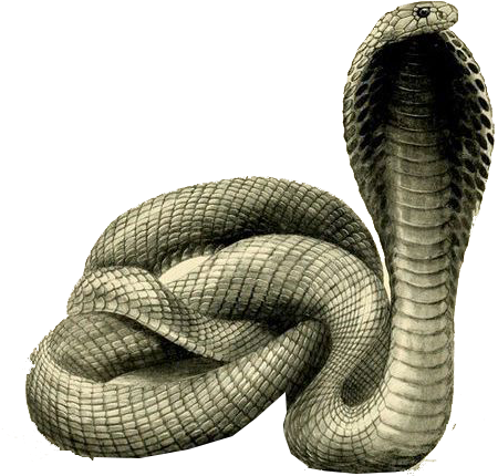 Cobra Snake Raised Hood PNG Image