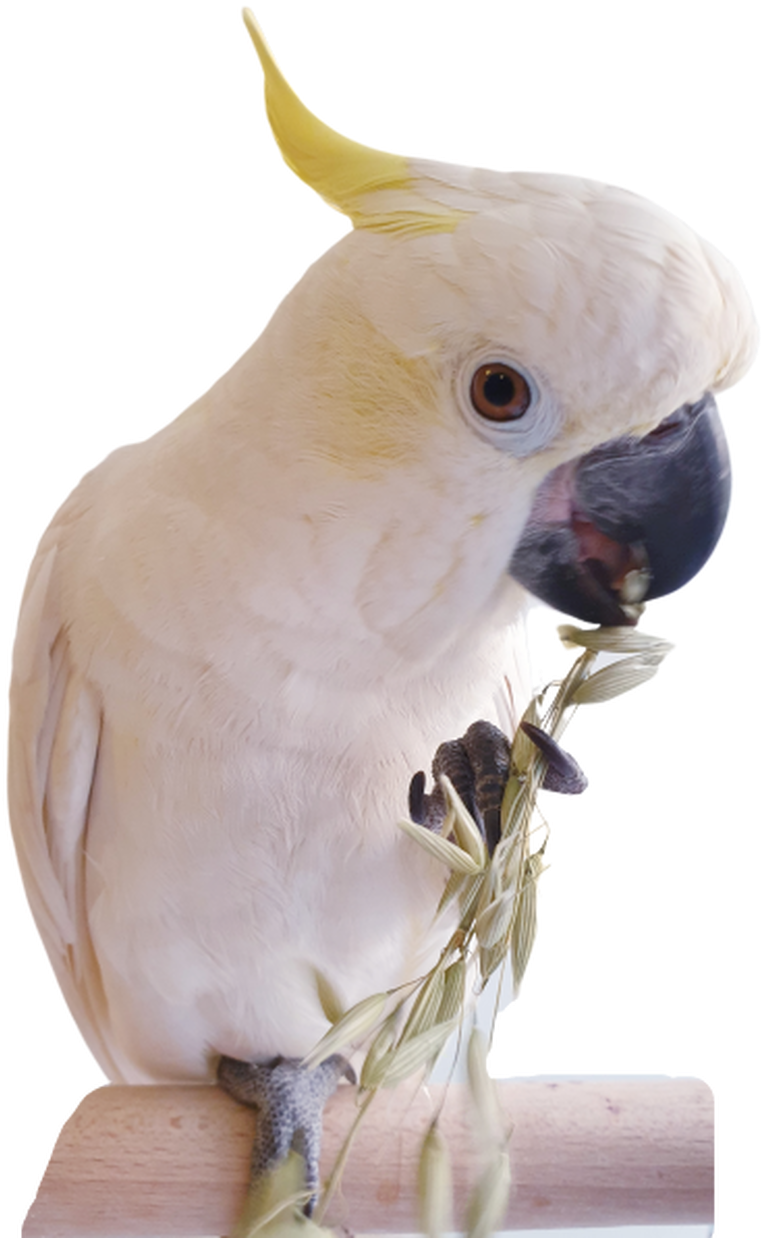 Cockatoo Enjoying Snack PNG Image