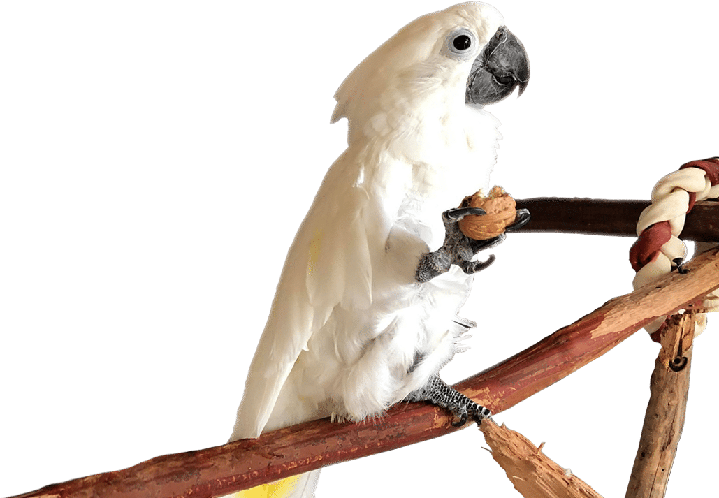 Cockatoo Holding Nut Perch PNG Image