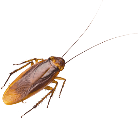 Cockroach Isolatedon Blue Background.png PNG Image