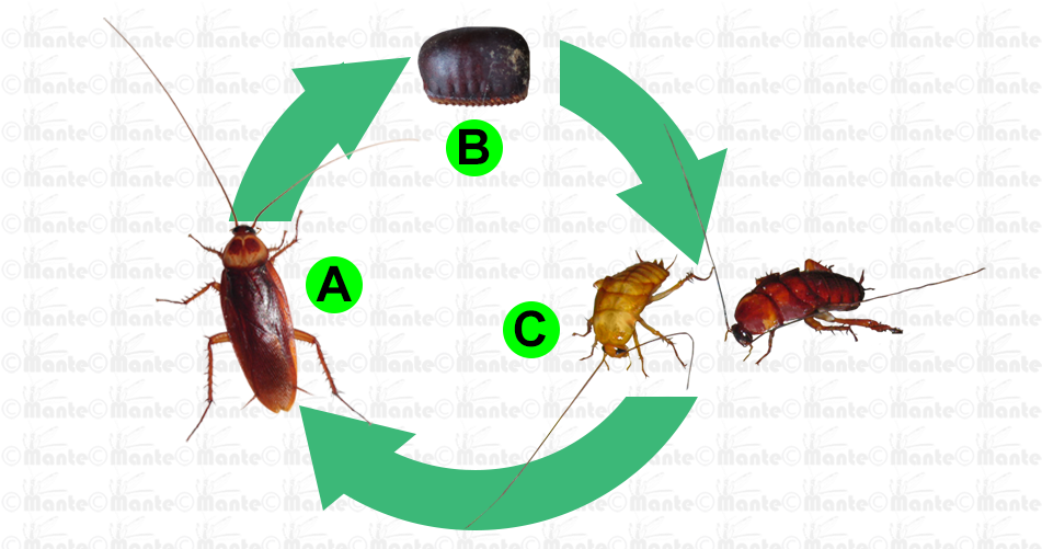 Cockroach Life Cycle Infographic PNG Image