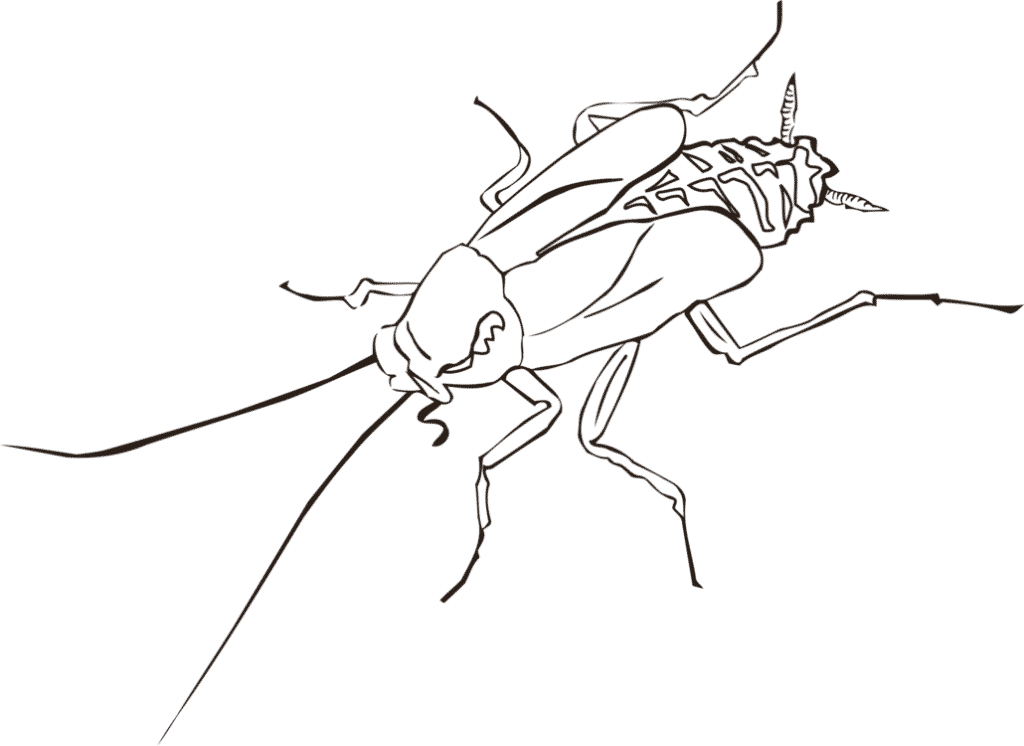 Cockroach Outline Drawing PNG Image