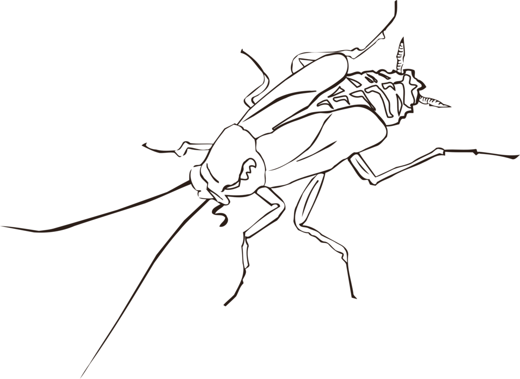 Cockroach_ Outline_ Drawing PNG Image