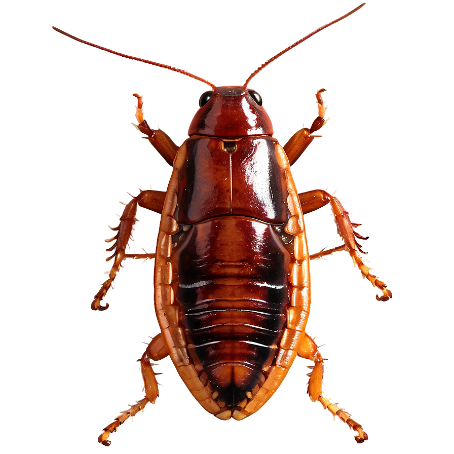 Cockroach Scuttling Away Png 06112024 PNG Image