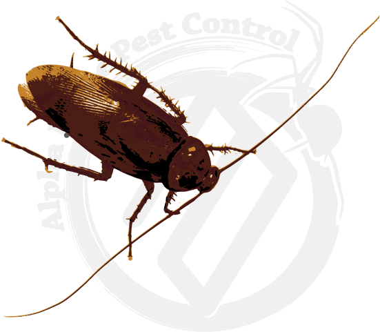 Cockroachon Pest Control Logo PNG Image