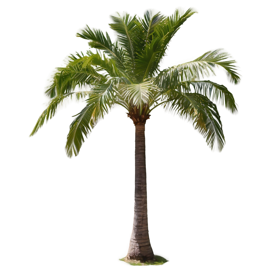 Coconut Palm Tree Png 04292024 PNG Image