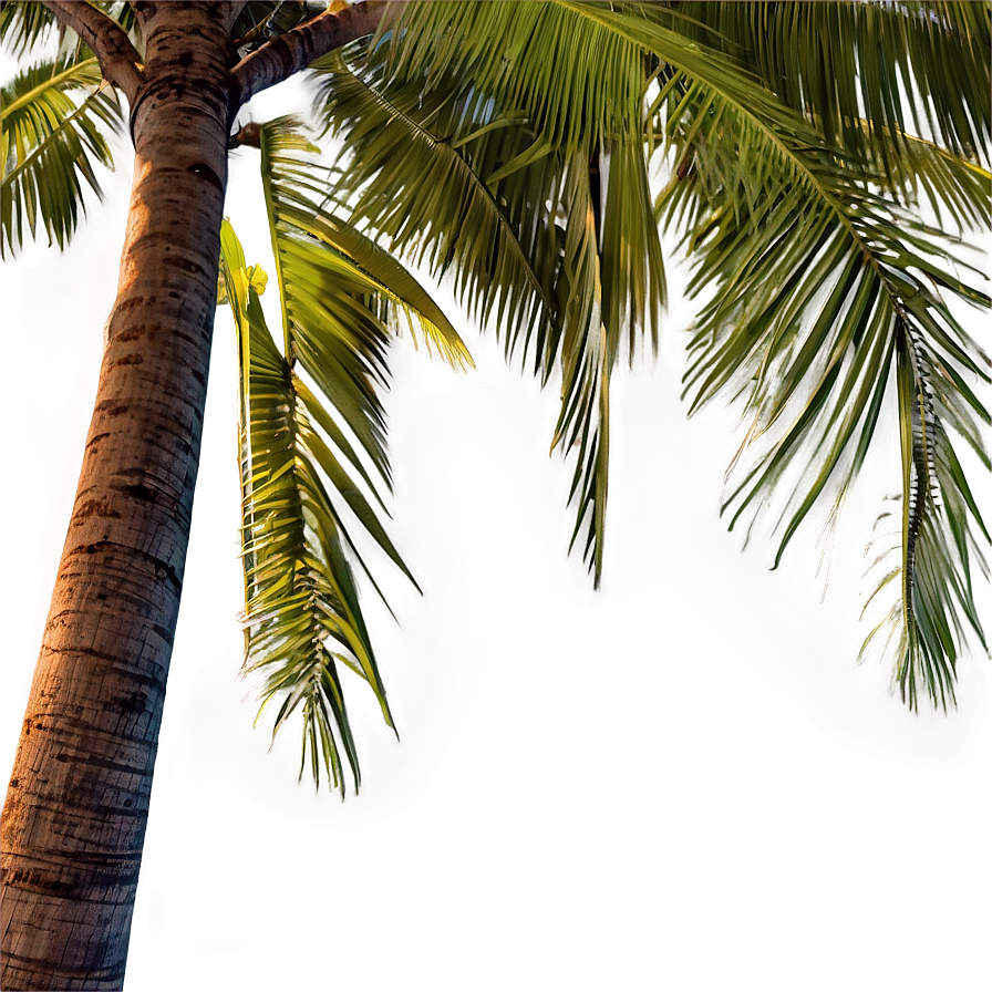 Coconut Palm Trees Png Gmx PNG Image