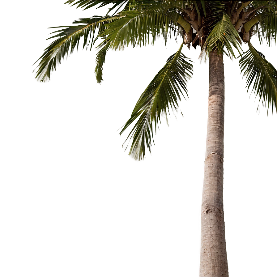 Coconut Tree Background Png Jix76 PNG Image