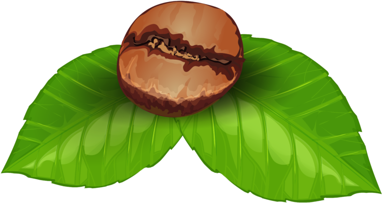 Coffee Beanon Leaves Illustration PNG Image