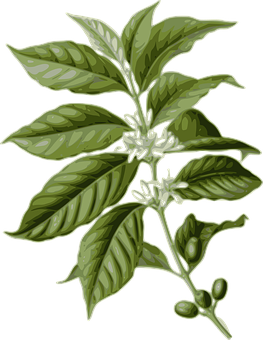 Coffee Plant Illustration PNG Image