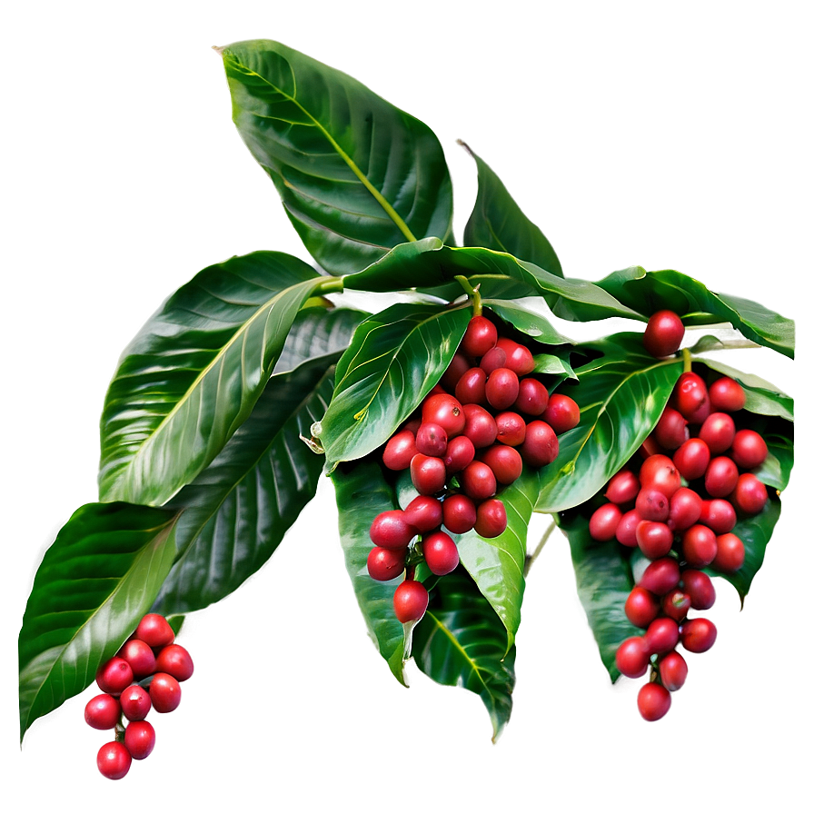 Coffee Plantation Png 91 PNG Image