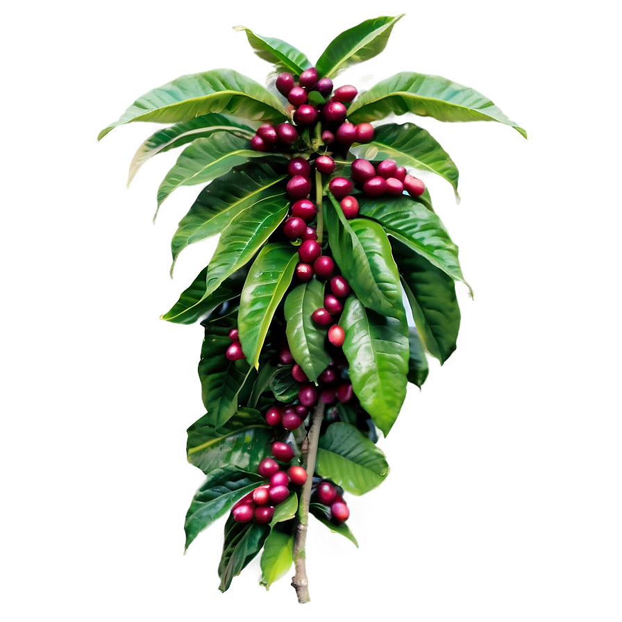 Coffee Plantation Png Eio PNG Image