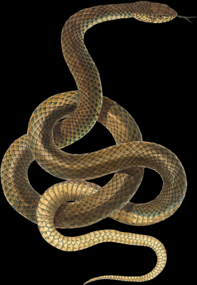 Coiled Snake Black Background PNG Image