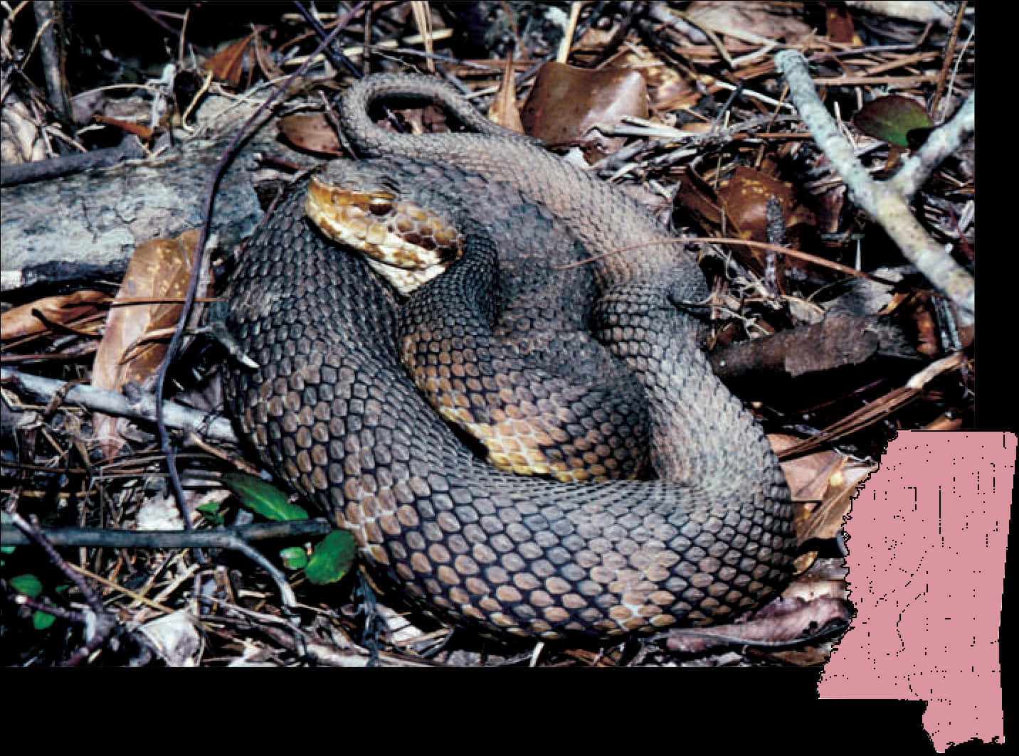 Coiled Snakein Natural Habitat.jpg PNG Image