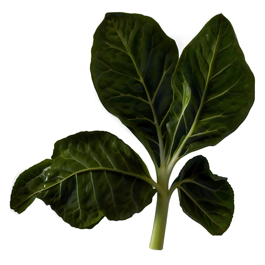 Collard Greens Leaves Png Gdn40 PNG Image