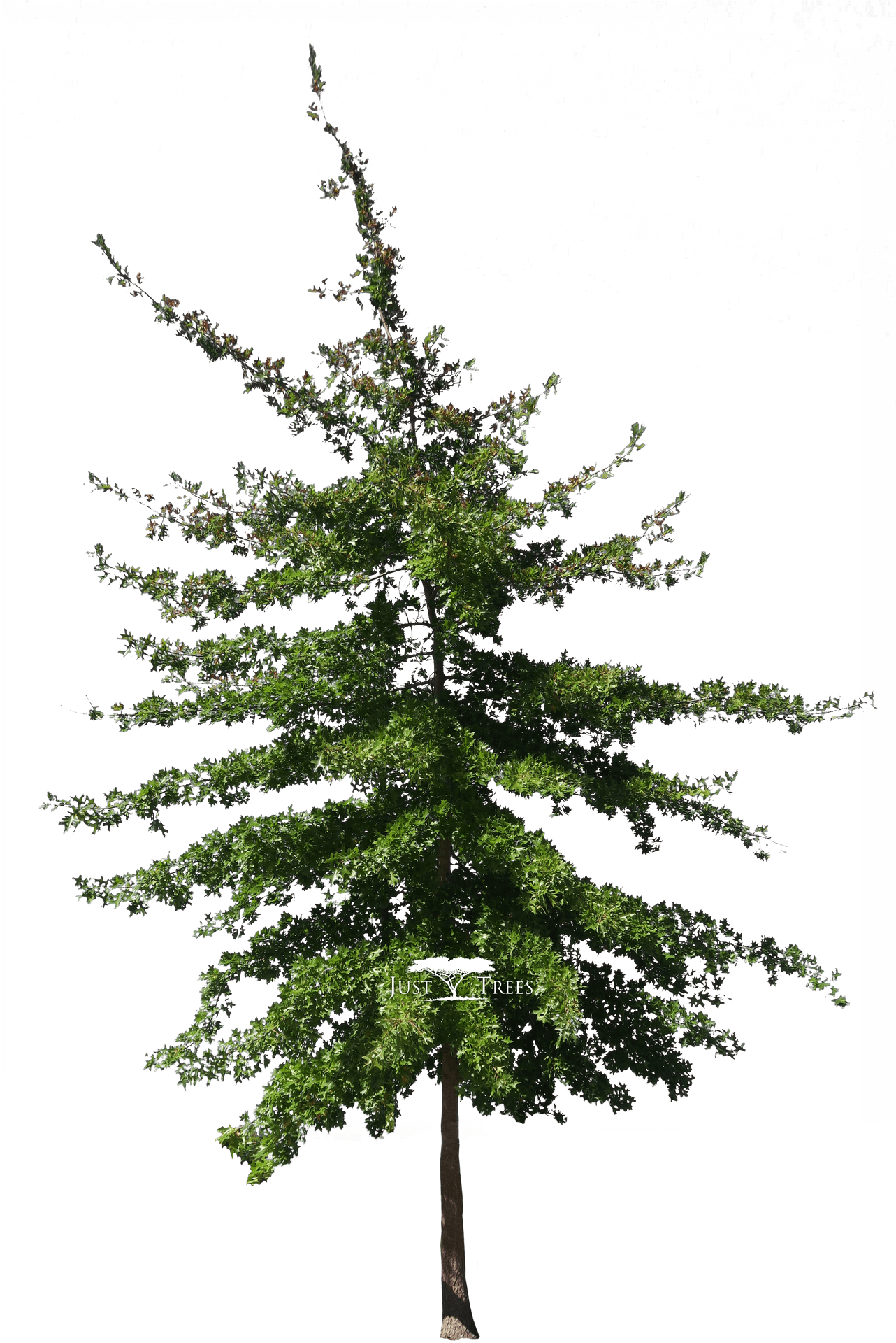 Colorado Evergreen Tree Isolated PNG Image