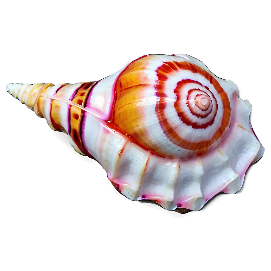 Colored Conch Shell Png 40 PNG Image