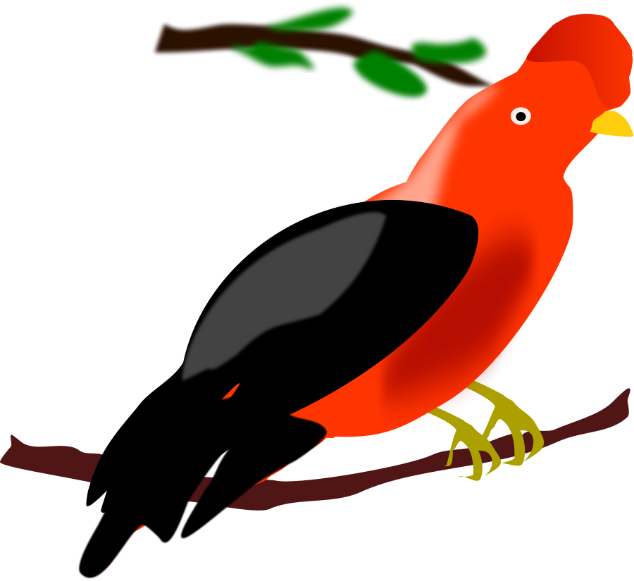 Colorful Andean Cockoftherock Bird Illustration PNG Image