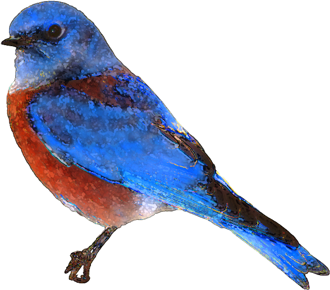 Colorful Artistic Bird Illustration PNG Image