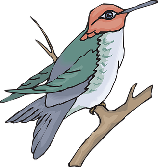 Colorful Bird Illustration PNG Image