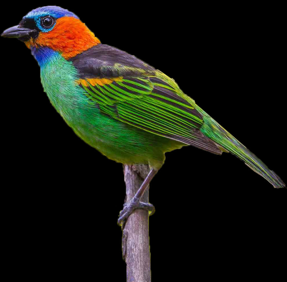 Colorful Bird Perchedon Branch PNG Image